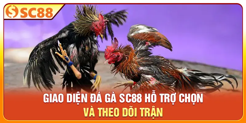 Giao diện đá gà SC88 hỗ trợ chọn và theo dõi trận